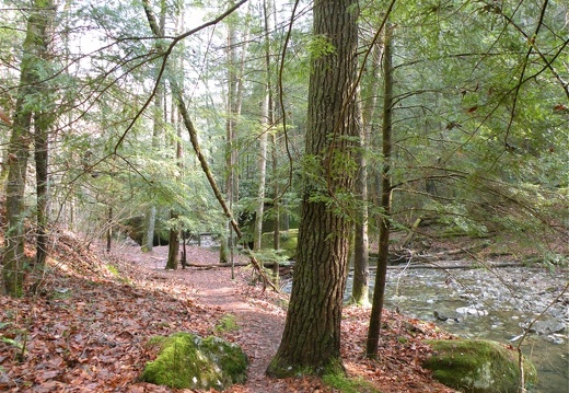 Koomer Ridge Trail